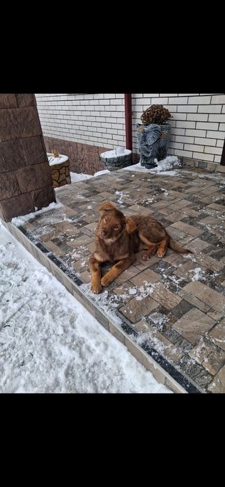 Ярко  риже  щеня підрощене з прививками