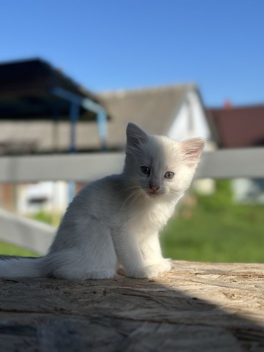 Киці біла та чорно-біла