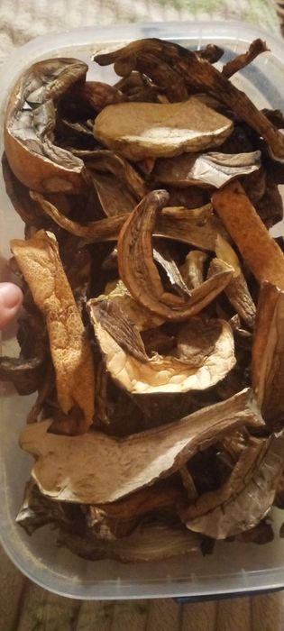 Продам сушені гриби.Підберезники,білі літні,маслюки,порошок білих гриб