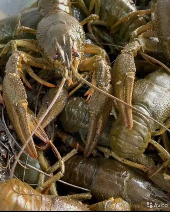 Крабы, раки, креветка, морепродукты. Живые, вареные.