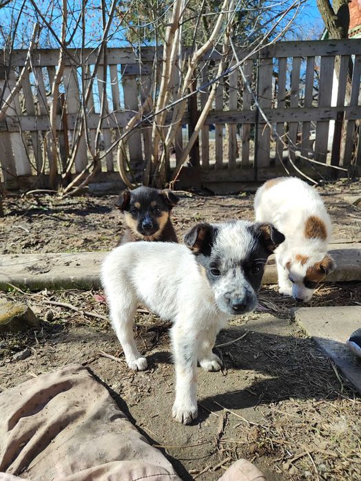 Отдам в добрые руки щенки 4 мальчика и 1 девочка