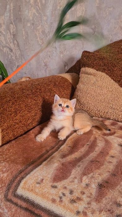 Золотая шиншилла красотка