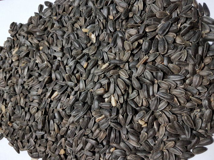 Słonecznik czarny Sprawdzony i pewny dla Rolników Wysyłka