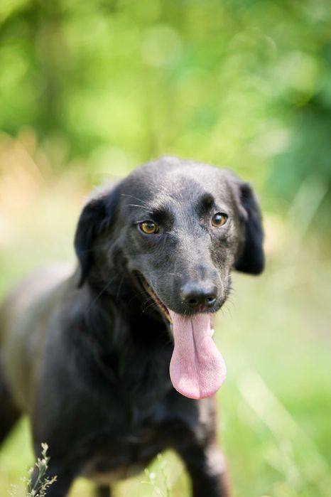 Blania - młoda, nieśmiała suczka do adopcji!