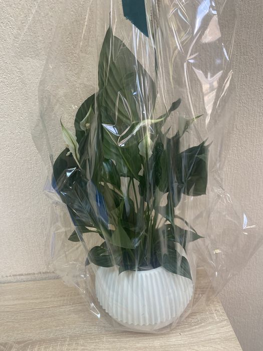 Спатіфілум в вазоні на подарунок