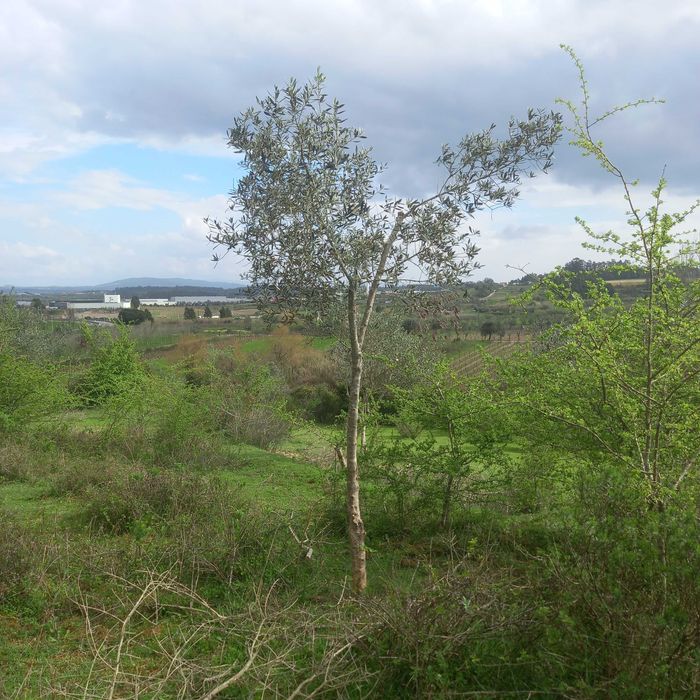 Oliveiras variedade Galega