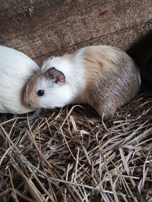 Продам морських свинок для втіхи радості вашої дитини.