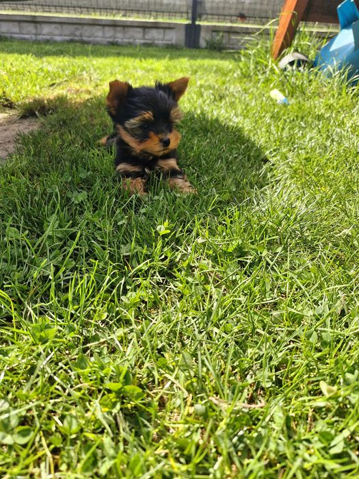 York shire terrier