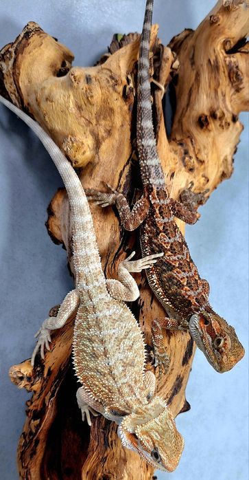 Agama brodata młode samice.