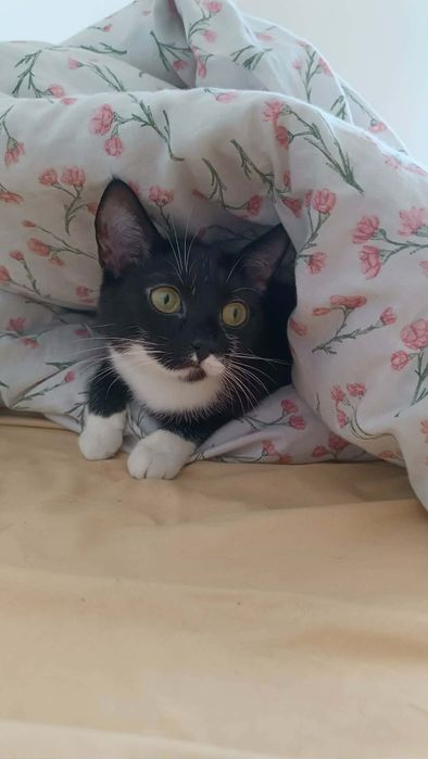 Youmi do adopcji