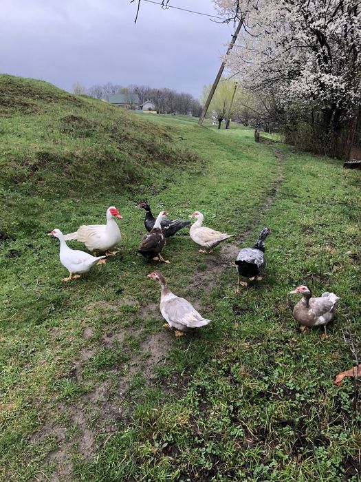 Мускусні качки (німі)