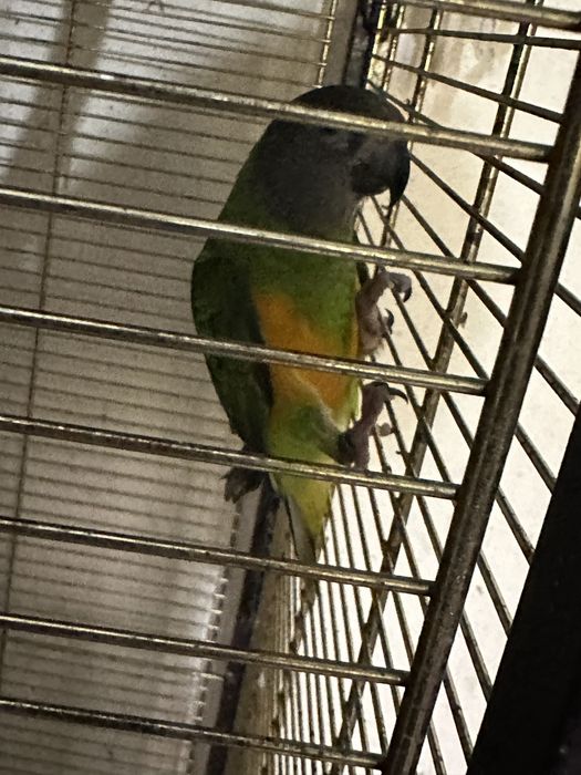 Papagaios do Senegal