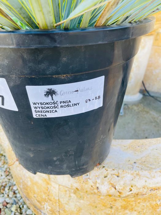 Yucca Rostrata Juka 60-80cm mrozoodporna -20