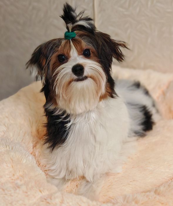 Хлопчик Бівер йорк Стів