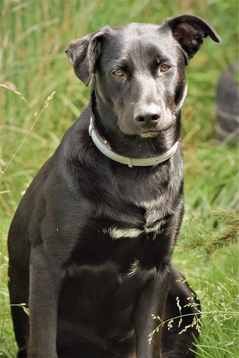 Około 1,5 roczna Hera czeka na odpowiedzialny dom!