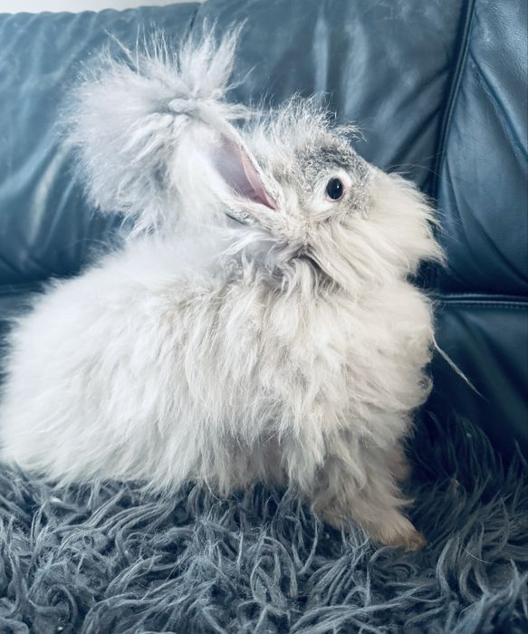 Królik Angora Angielska YORK dziewczynka „”BLANKA”””