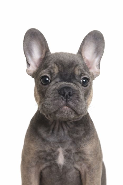 Продам дівчинку Французького бульдога