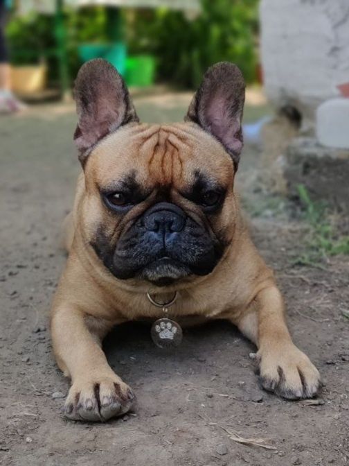 Француз ищет невесту