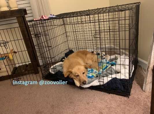 Клітка нові S-XXL переноска вольєр бокс манеж для собак цуценя кішки