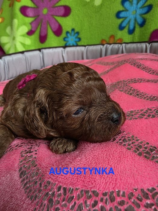 Zarezerwowana  AUGUSTYNKA