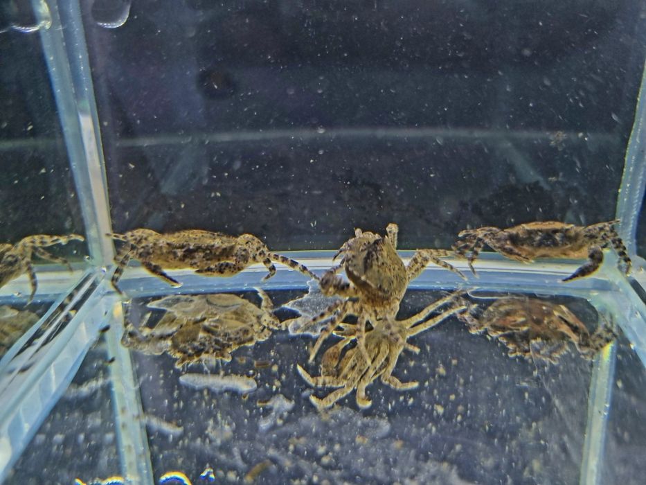 Krab Mekhong akwariowy krab wodny