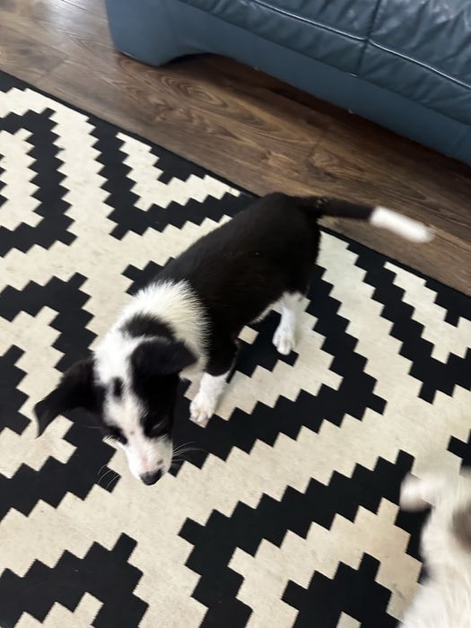 Терміново. Бордер коллі . Залишились два хлопчика