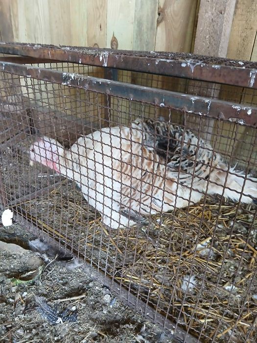 Pisklęta liliput (cwerg) perliczki indyki marans Ayam Cemani