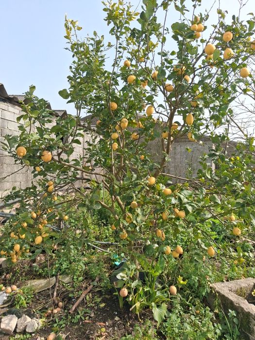 Limões caseiros de propriedade agrícola