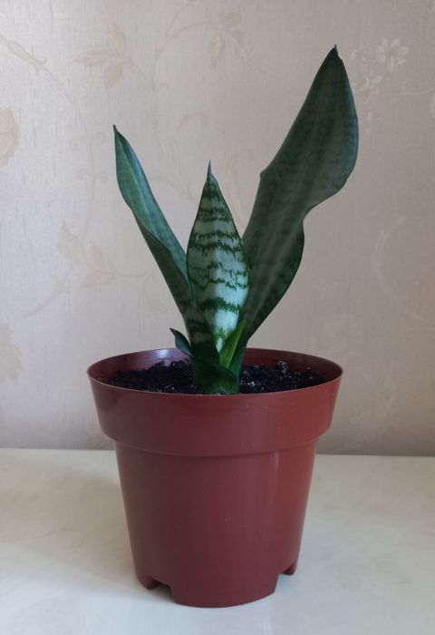 Комнатные цветы сансевиерия