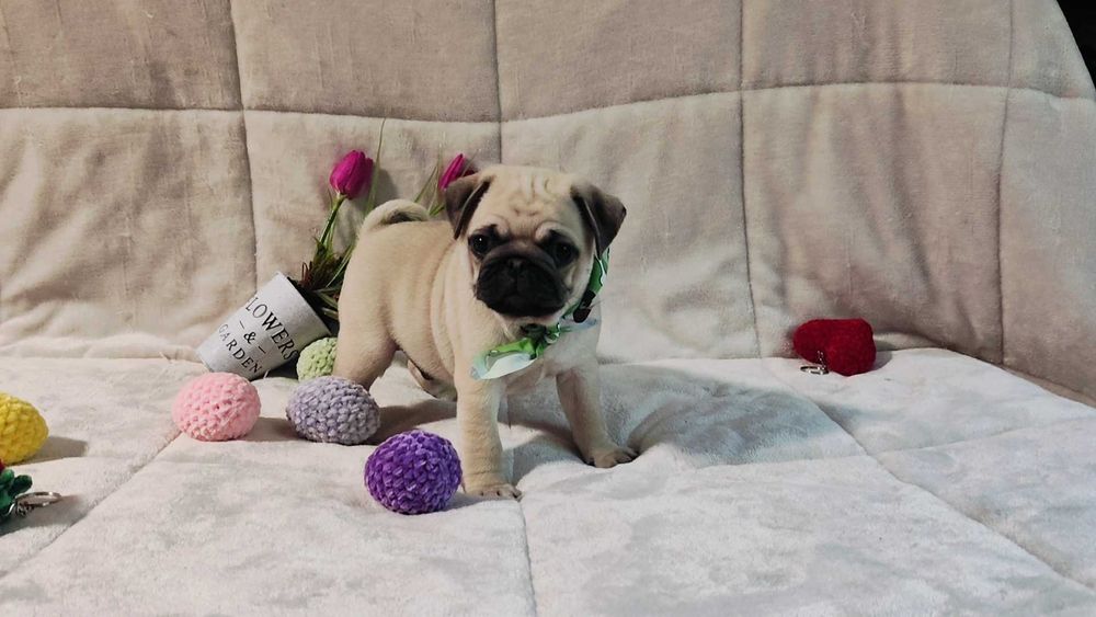 Pug Carlin menino