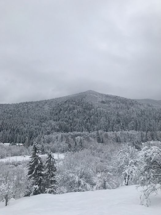 Відпочинок в Карпатах( окремий будинок без підселення та власників)