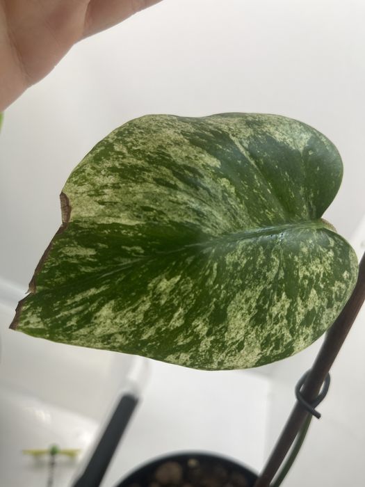 Monstera mint :)