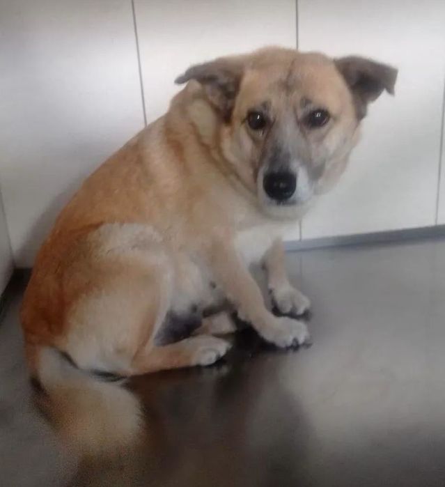 Пропала собака Великий луг