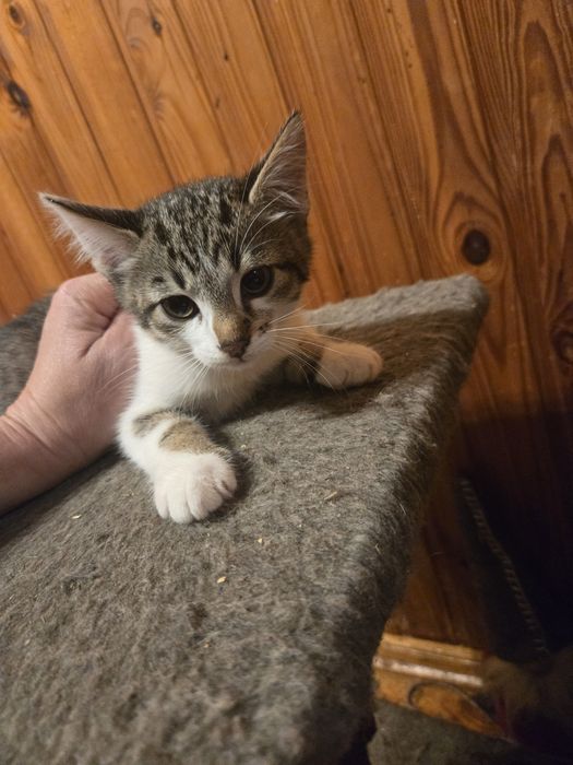 Мальчик и девочка, очень игривы,  на лоток ходят