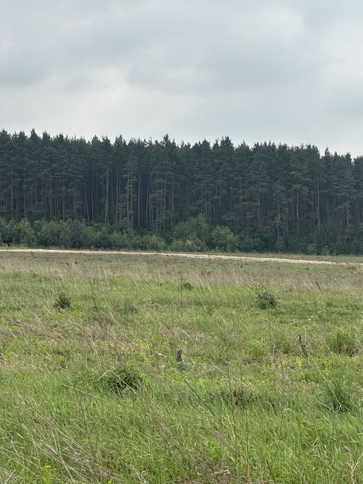 Вороців. Перша лінія. Осг. Біля лісу