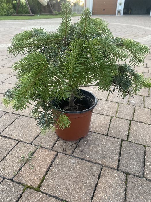 Iglak ozdobny 50 cm