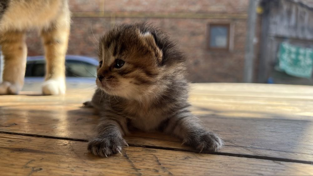 Котик (дівч.) в добрі руки