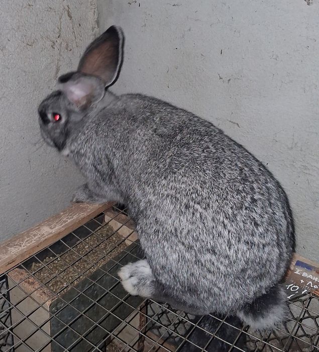 Кролик породи європейська шиншила