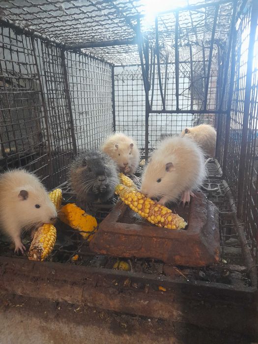 Продам молодих кролів