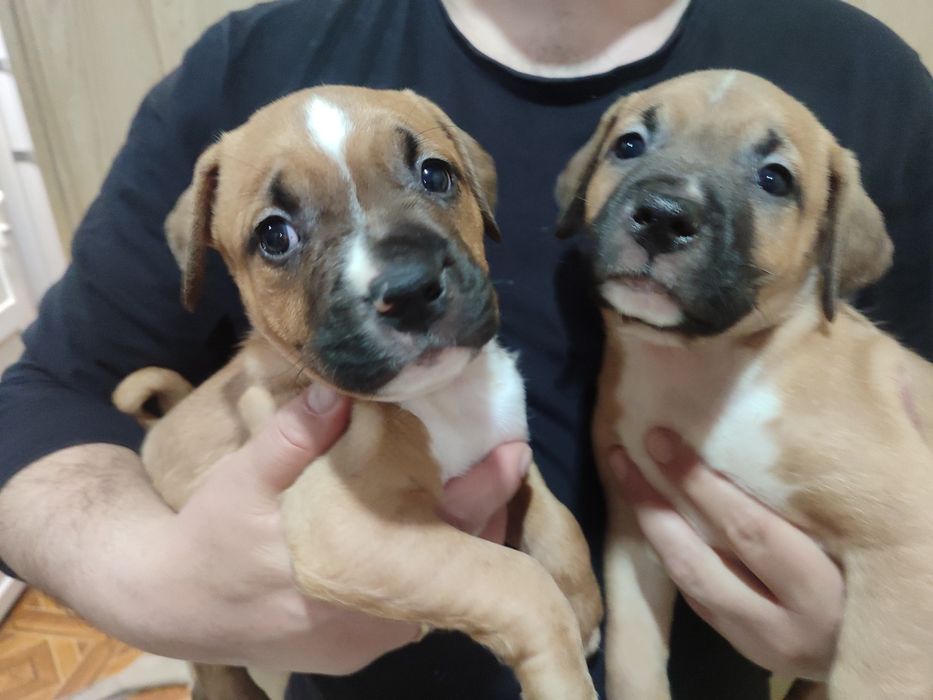 Щенки амстаф. Родились: 27.02.2026