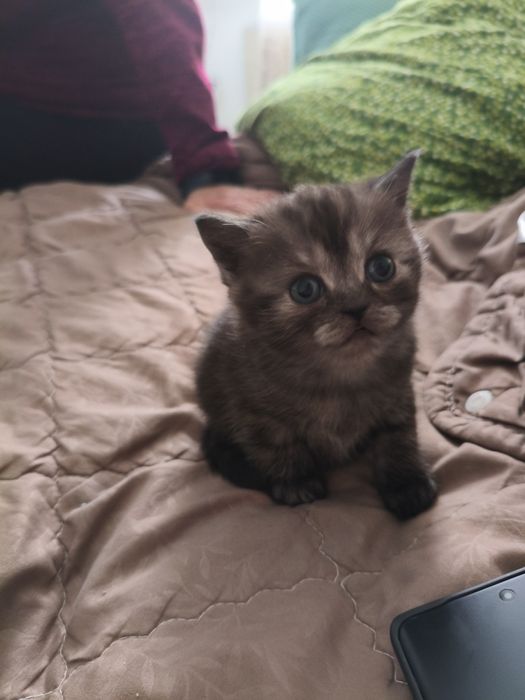 Котики шотландські