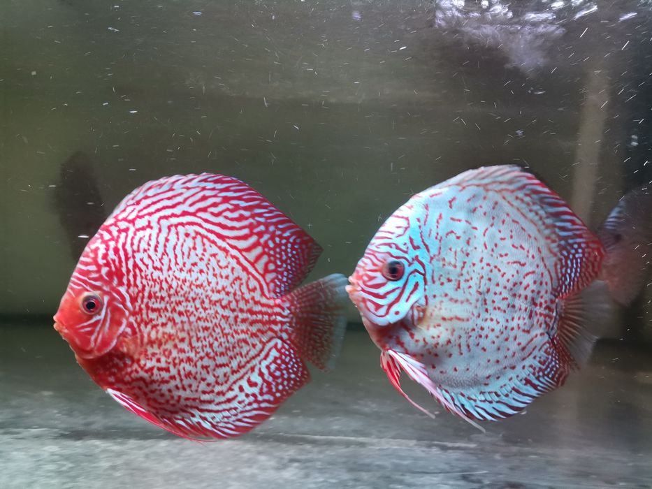 Paletki - dobrane pary (hodowla)