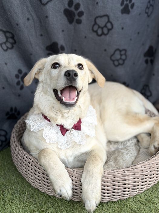 Лабродор дівчинка цуценя