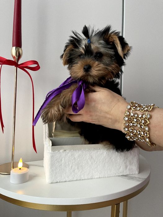 VIP Йорки — Гарантовано закохаєтесь з першого погляду