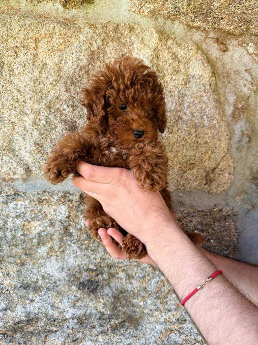 Toy Caniche Macho Menino Disponível