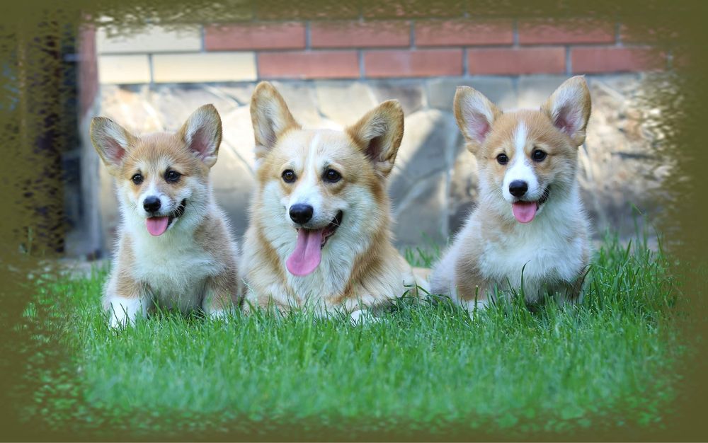 Вельш коргі пемброк