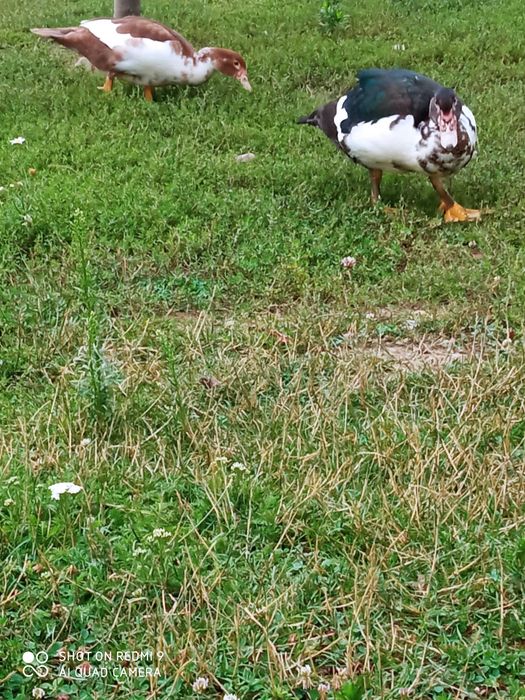 Kaczor francuski kaczka, kaczki francuskie.