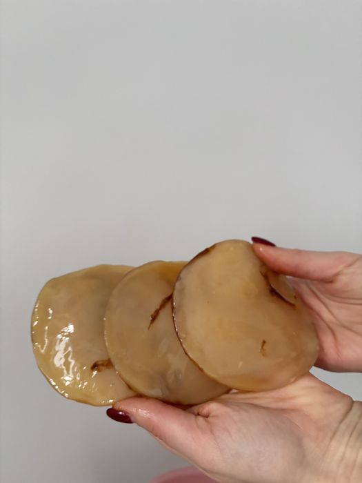 Grzyb kombucha / scooby / kombucza + starter / 1 szt