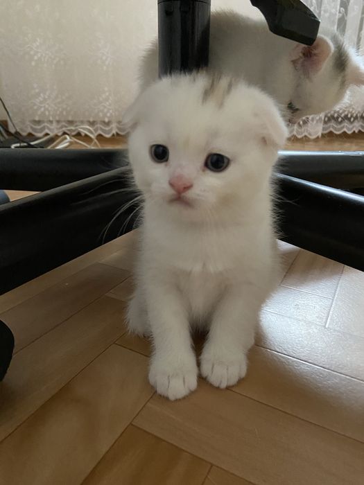 Scottish fold каплофухе кошеня