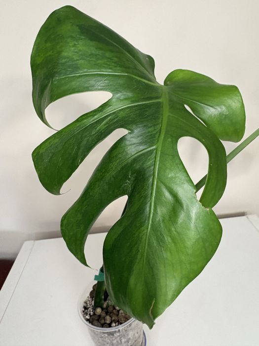 Monstera gog green on green